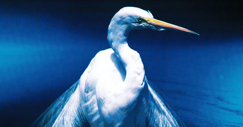 Polvere di sberle: i 30 anni di “Angel Dust”