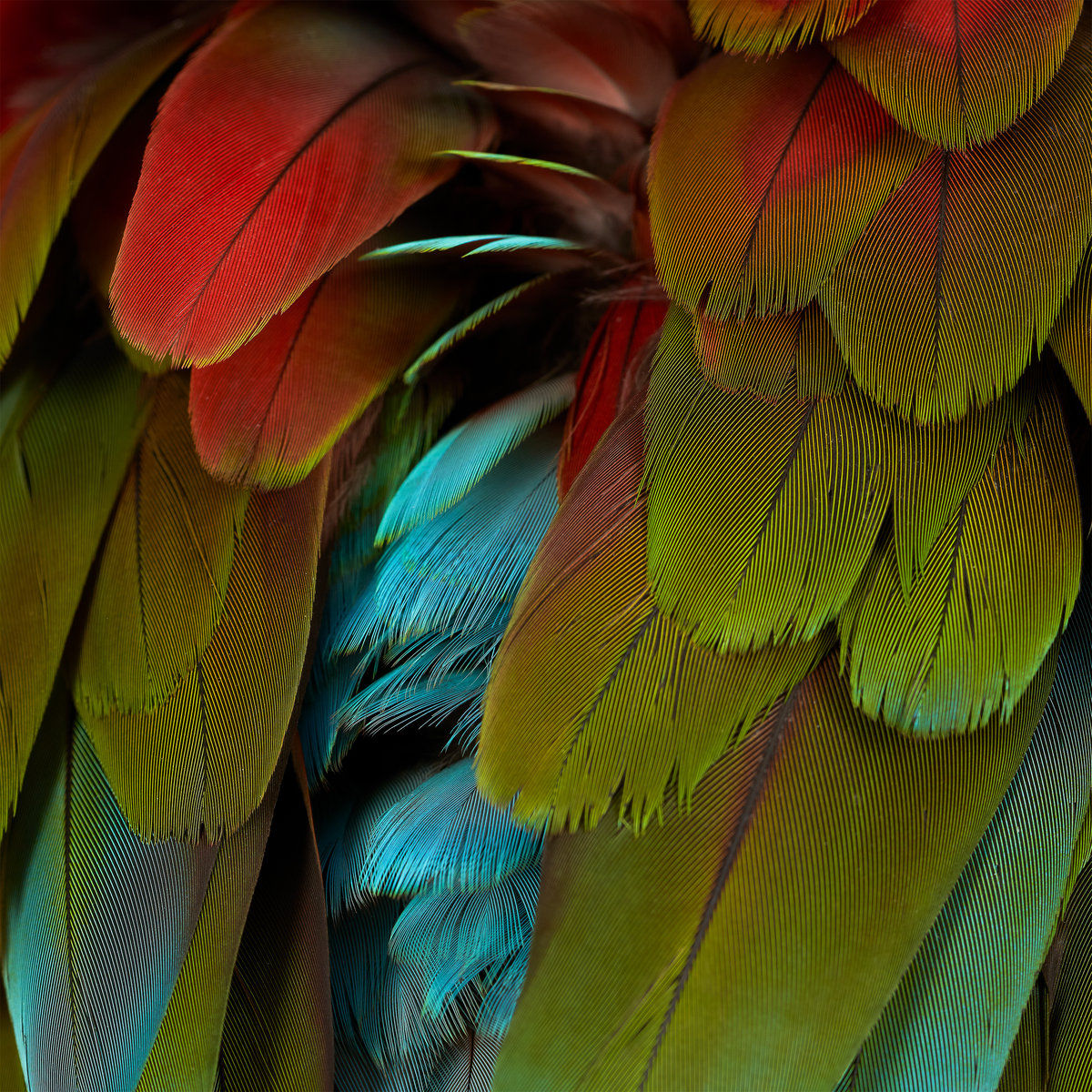 Nyos – Celebration