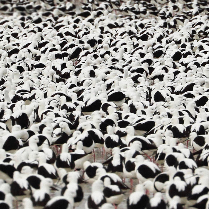 Stella Donnelly – Flood