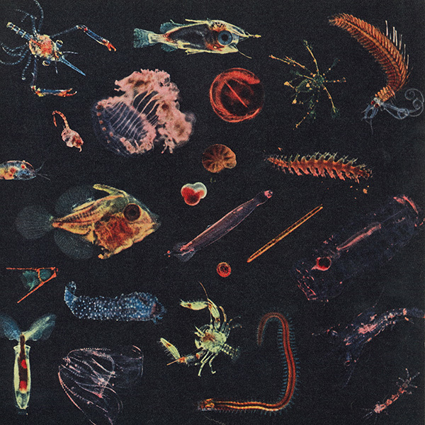 Alessandro Fiori – Plancton