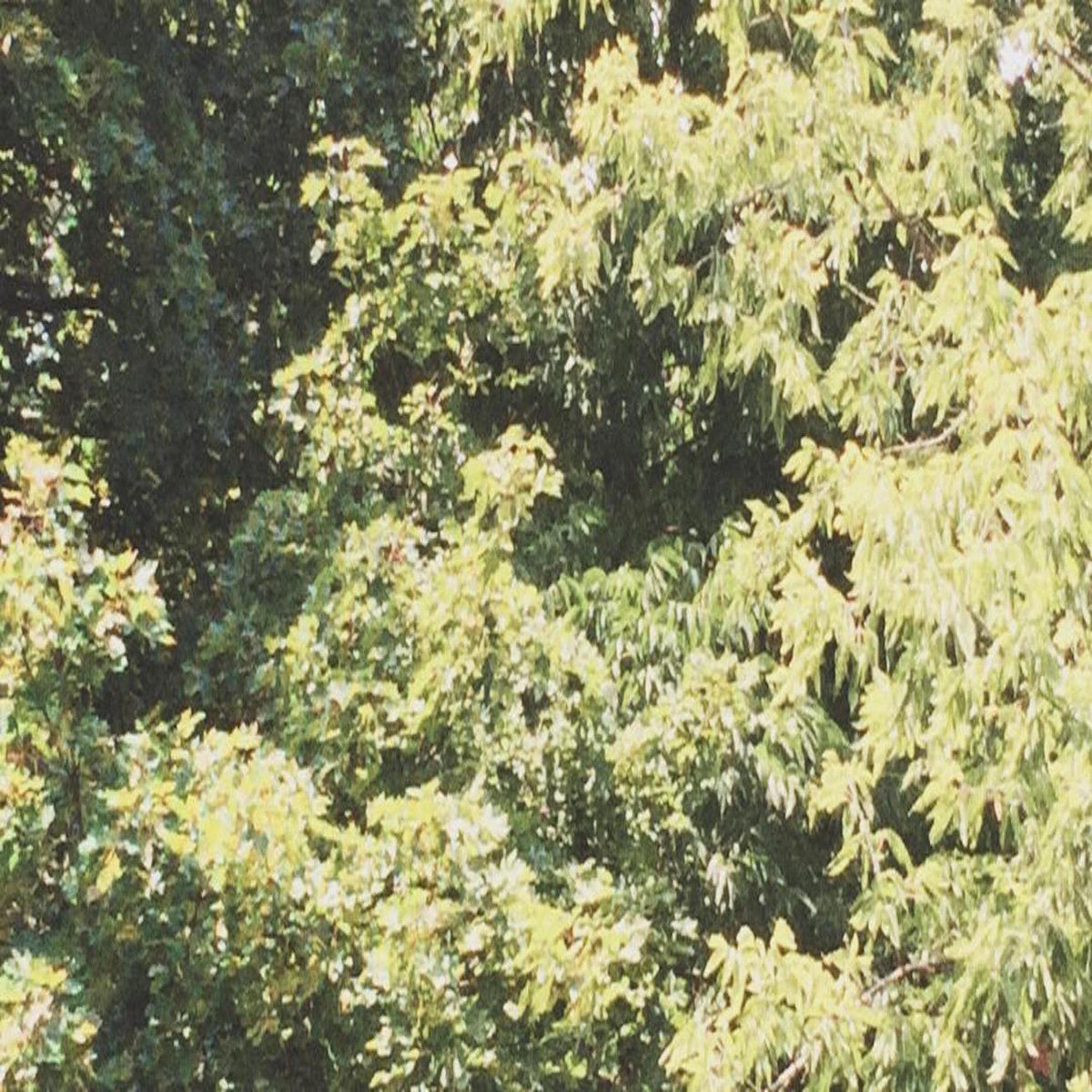 Sadness – Circle Of Veins