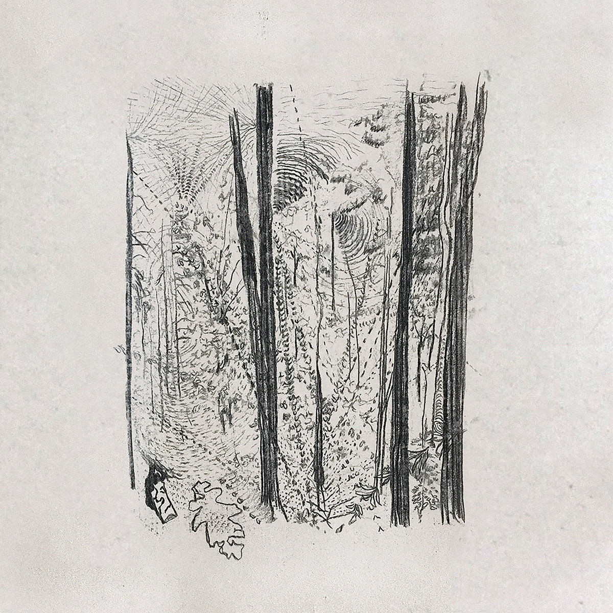 Timber Rattle – Ghost Or White Pavilion