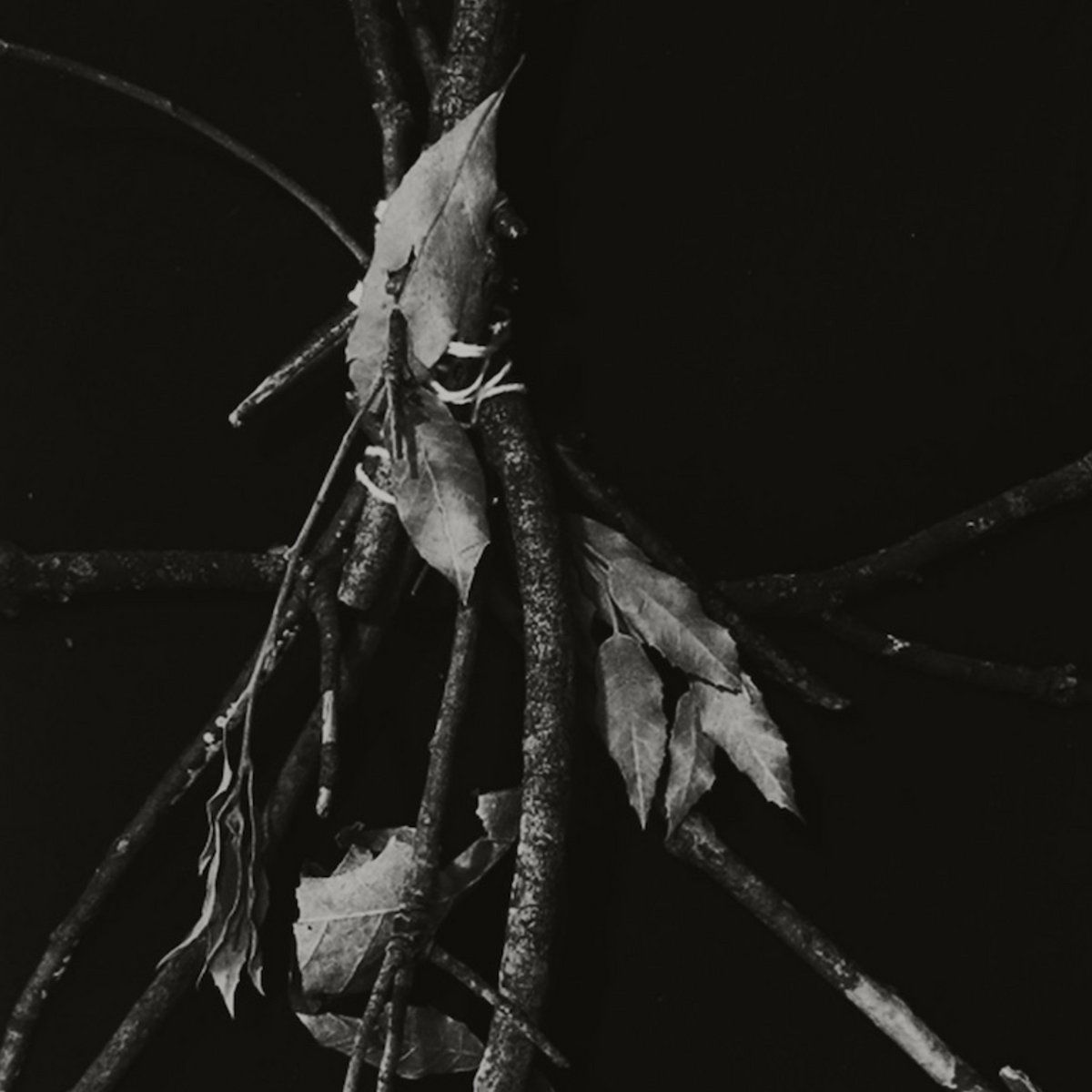 Naresh Ran – Gli Alberi Non Vogliono