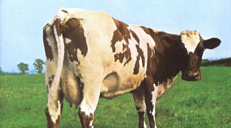 Cosa diavolo ci fa una mucca su un disco? I 55 anni di “Atom Heart Mother” dei Pink Floyd
