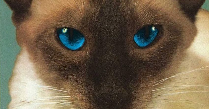 L’ebbrezza del ‘tutto è possibile’: “Cheshire Cat”, il debutto dei Blink-182, compie 30 anni