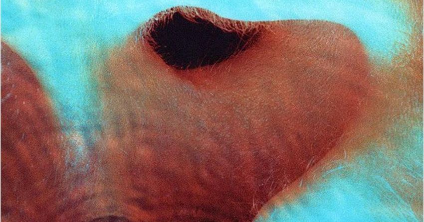 Storia di un album spirituale: “Meddle” dei Pink Floyd compie 50 anni