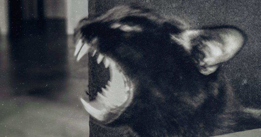 “Testarossa”, il nuovo video dei Meo in esclusiva