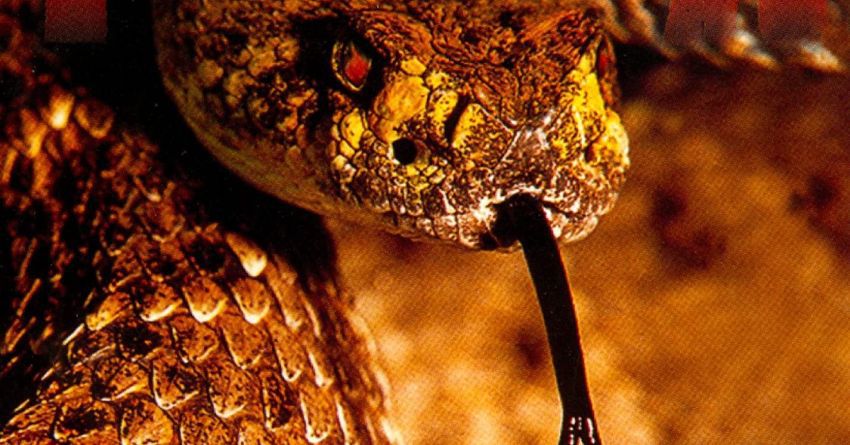 “The Great Southern Trendkill”, i solchi del serpente