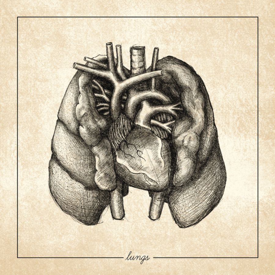 Regrowth – Lungs